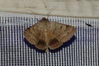 Minucia lunaris