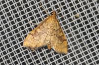 Anania verbascalis