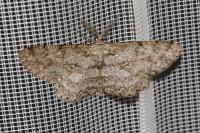 Hypomecis punctinalis