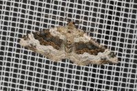 Epirrhoe galiata