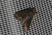 Oligia