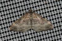 Xanthorhoe biriviata