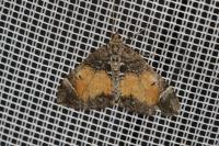 Dysstroma truncata
