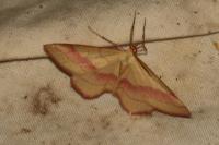 Rhodostrophia vibicaria