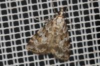 Scoparia