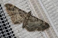 Gymnoscelis rufifasciata