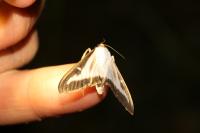 Cydalima perspectalis