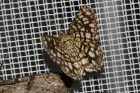 Chiasmia clathrata