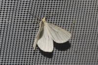 Siona lineata