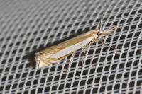 Crambus pascuella