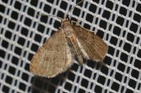 Eupithecia haworthiata
