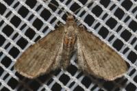 Eupithecia haworthiata