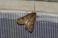 Agrotis exclamationis exclamationis