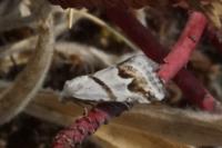 Eublemma candidana