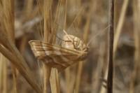 Idaea circuitaria
