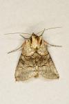 Abrostola tripartita