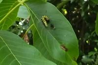 Acronicta alni