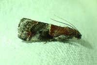 Acrobasis marmorea