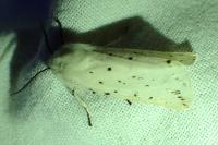 Spilosoma lubricipeda