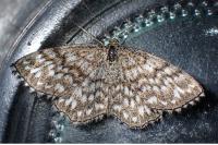 Scopula tessellaria