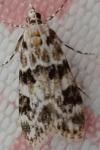 Eudonia delunella