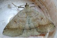 Zanclognatha lunalis