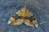 Cidaria fulvata