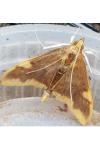 Circobotys butleri