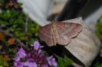 Scopula rubiginata