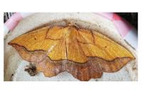 Epione repandaria