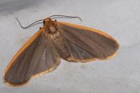 Katha depressa