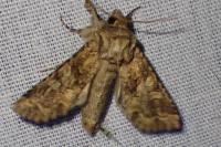Conisania luteago olbiena