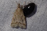 Eudonia pallida