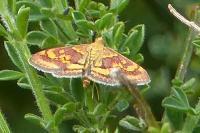 Pyrausta aurata