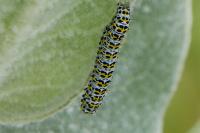 Cucullia verbasci