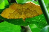 Camptogramma bilineata