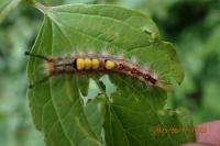 Orgyia antiqua
