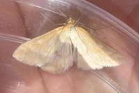 Sitochroa verticalis