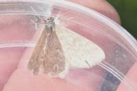 Scopula immorata