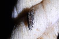 Ephestia