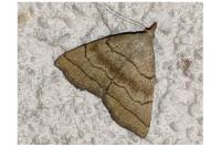Herminia tarsicrinalis