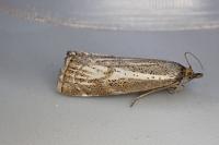 Thisanotia chrysonuchella