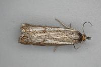 Thisanotia chrysonuchella