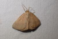 Aplasta ononaria