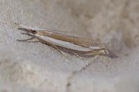 Crambus pascuella