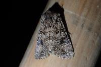Anarta pugnax