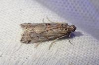 Pempelia palumbella