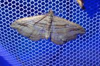 Costaconvexa polygrammata