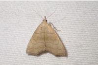 Herminia tarsicrinalis