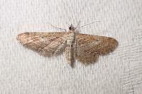Eupithecia